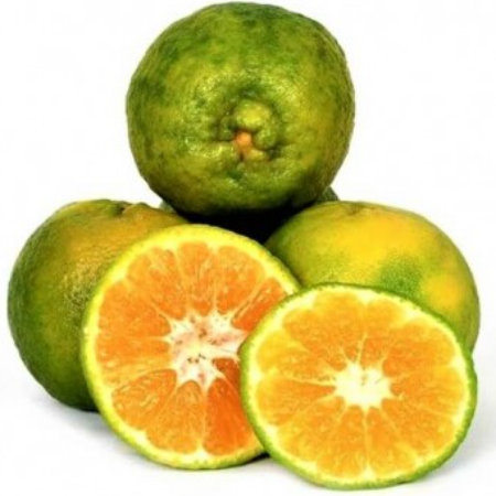 Orange - Nagpur