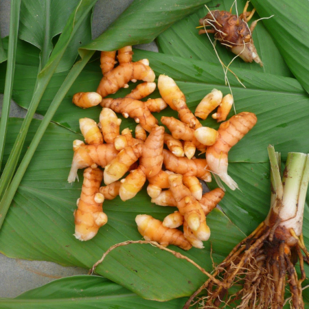 Haldi Raw Turmeric