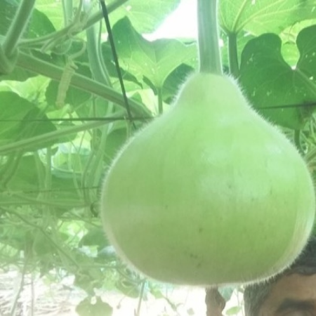 Bottle Gourd (Desi/Native) - Natural