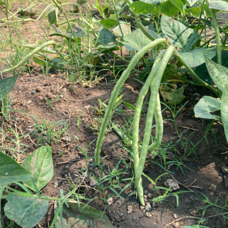 Long Beans (Karamani) - Natural