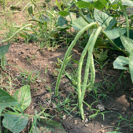 Long Beans (Asparagus bean) - Natural