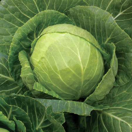 Cabbage - Natural