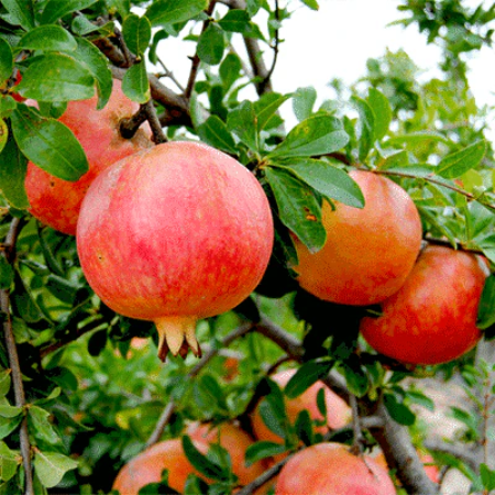 Pomegranate - Natural
