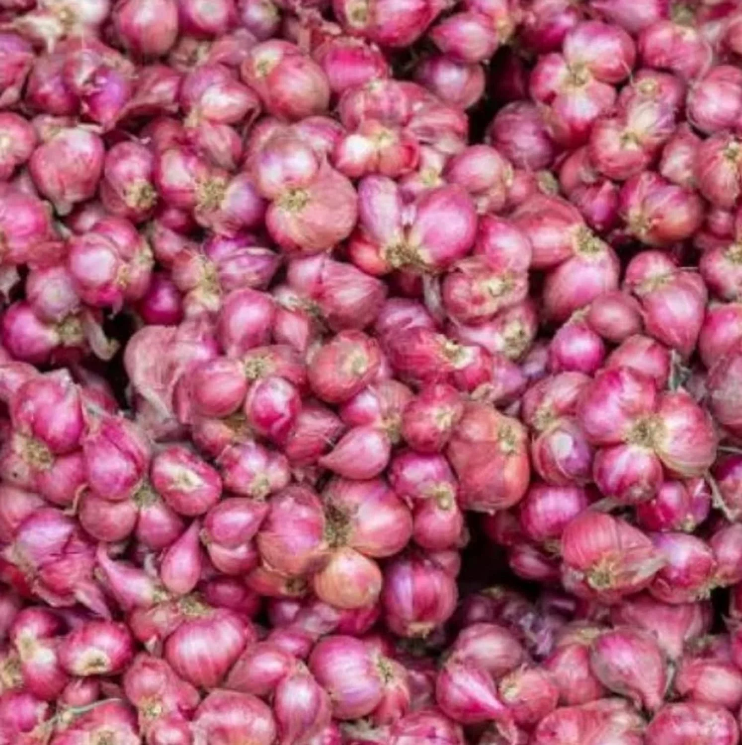 Sambhar Onion - Natural