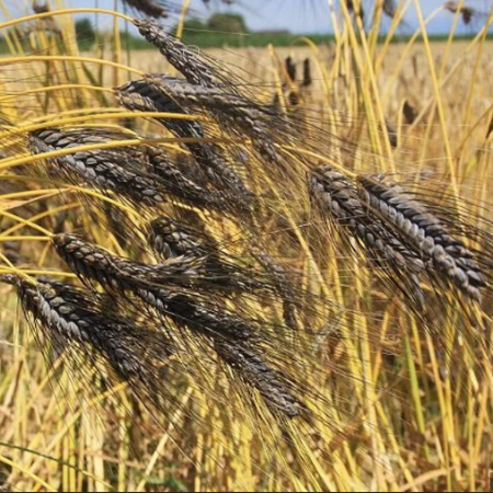 Black Wheat