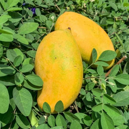 Mango Mallika Premium