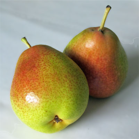 Pear Carmen