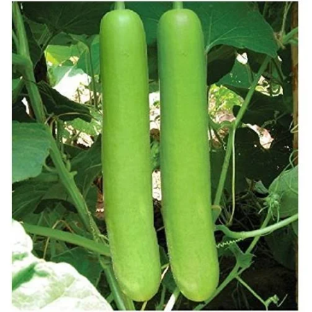 Bottle Gourd/Lauki (Long)