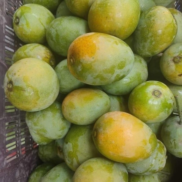 Himsagar Mangoes - Natural