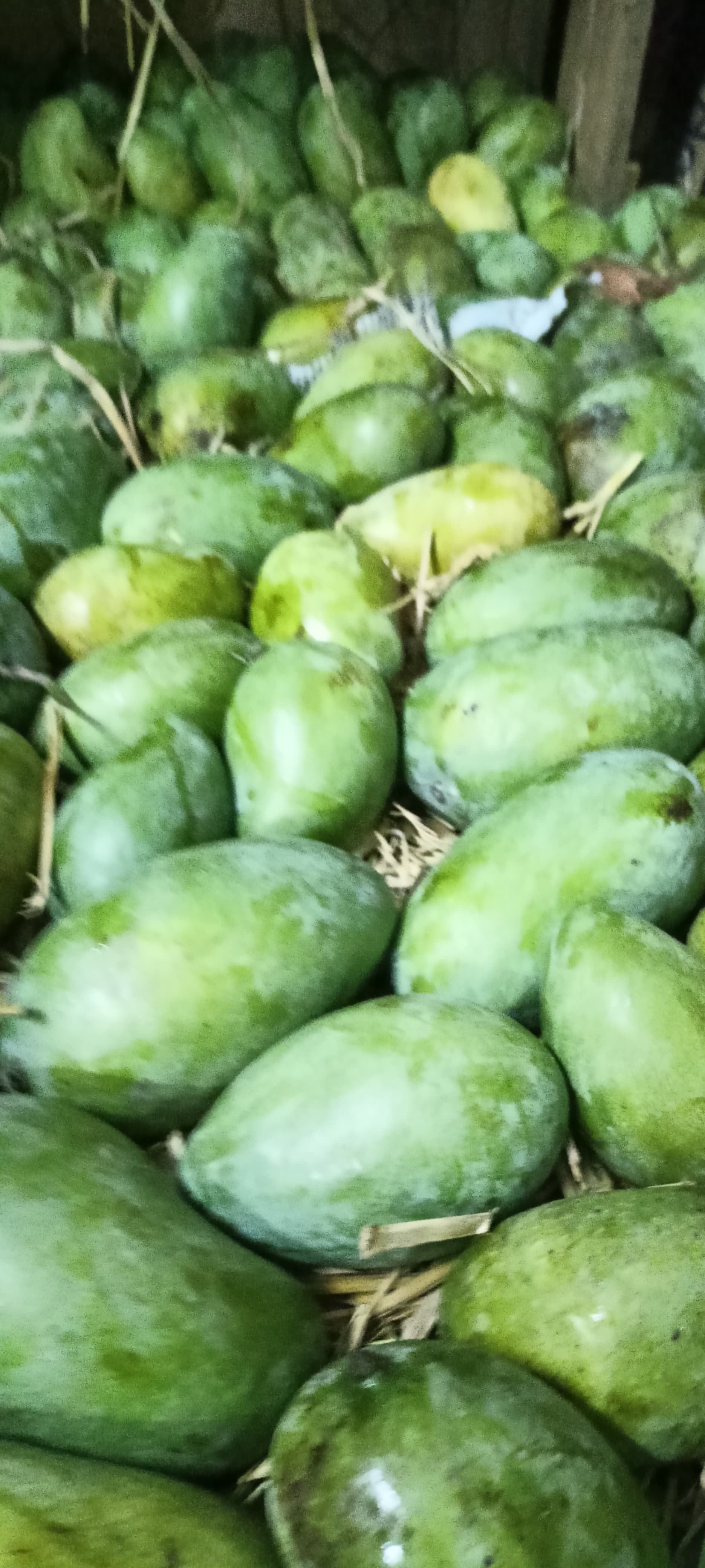 Sipiya Mangoes - Natural