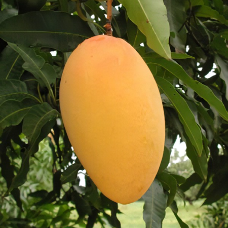 Mango Chaunsa Premium