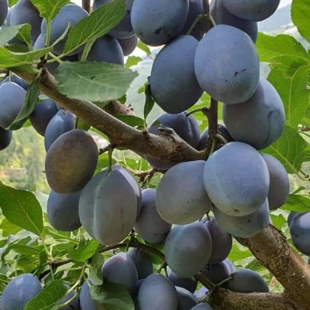 Plum Moyer Prune 