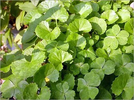 Brahmi leaves