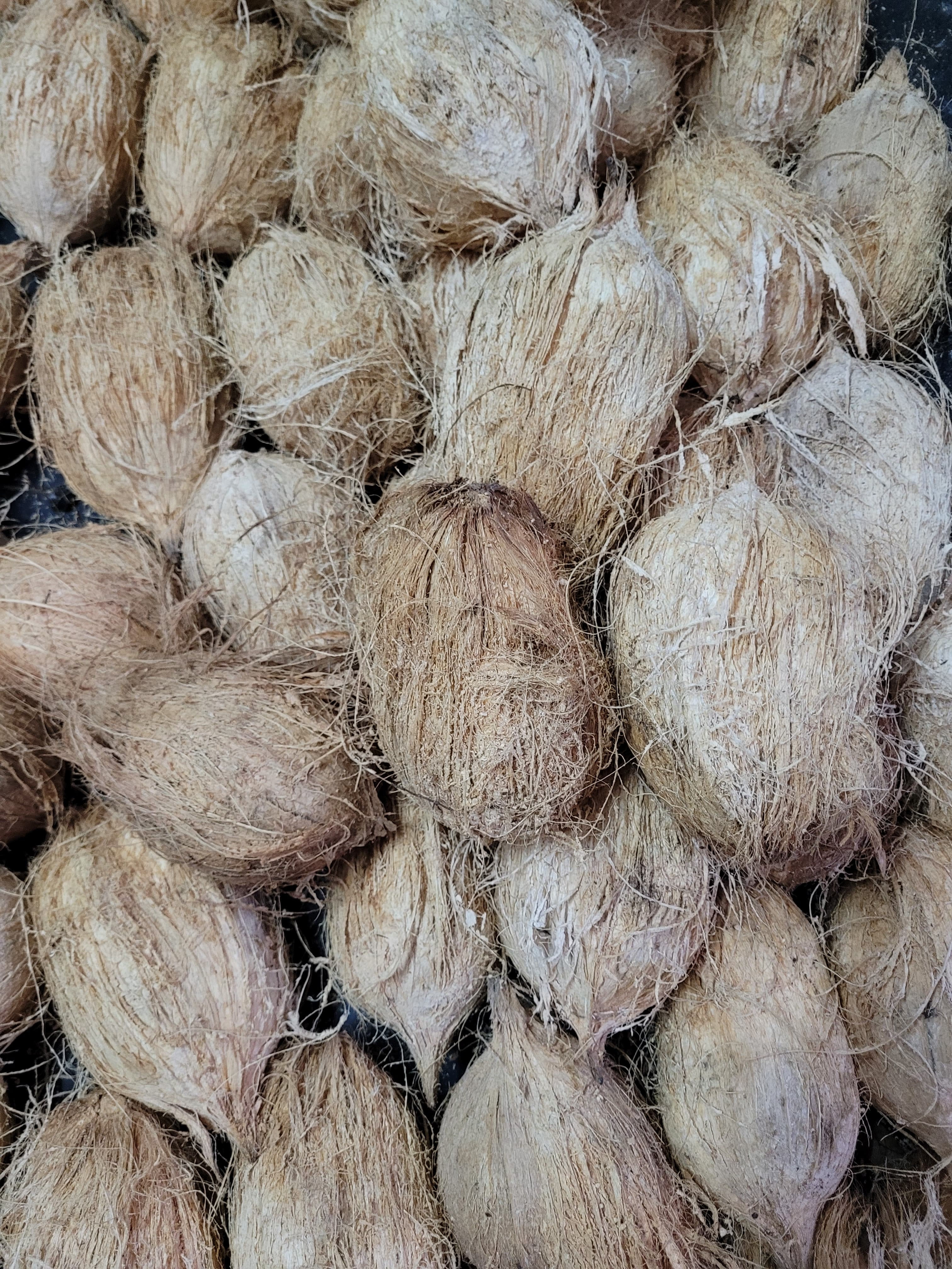 Coconut  - Natural