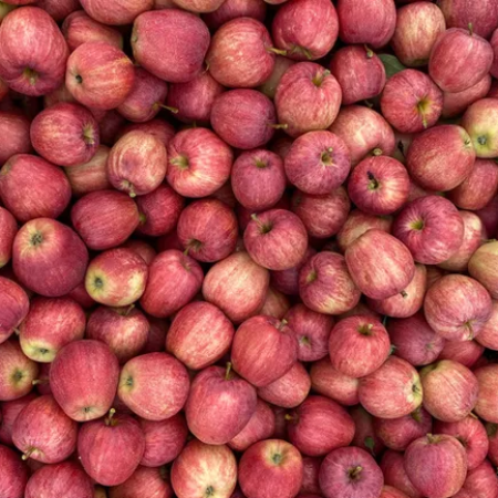 Apple Gala