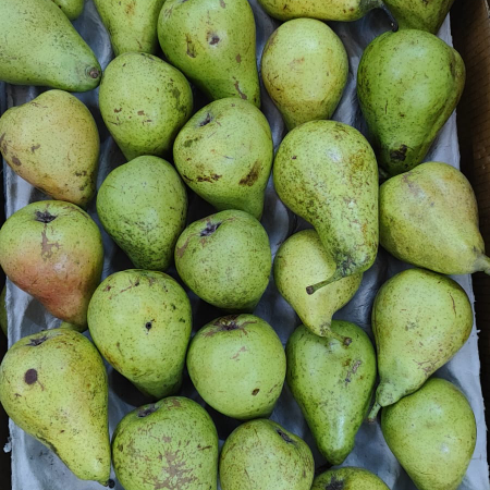 Pear Concorde Low Grade