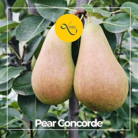 Pear Concorde