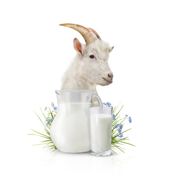 Goat Milk copy