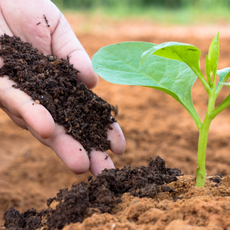 Vermicompost