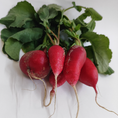 Mooli Radish Red