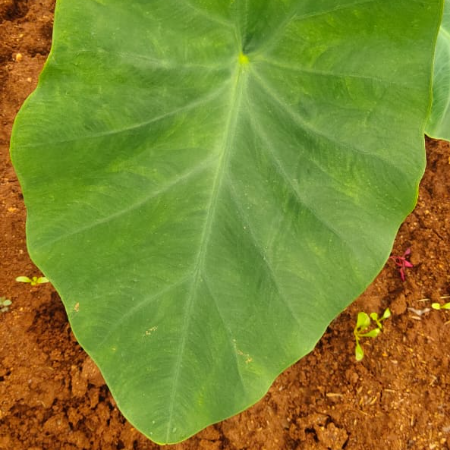 Arbi Leaves (Kachchu Patta) - Natural (Tuesday)