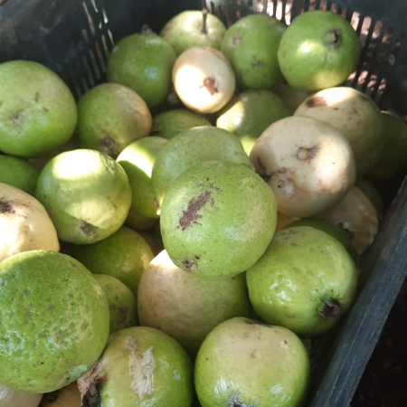 Guava Local - Natural