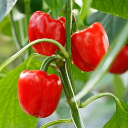 Red Capsicum - Natural