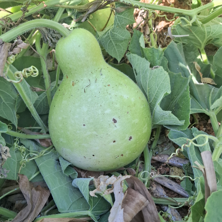 Bottle Gourd/Lauki (Round) - Natural