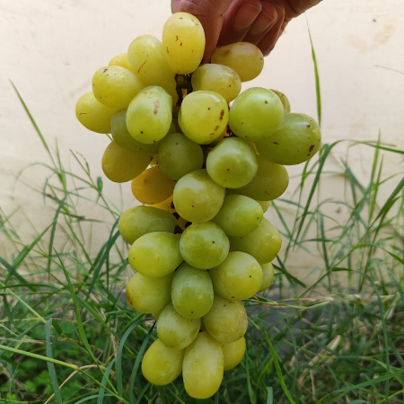 Grapes Thompson Oval