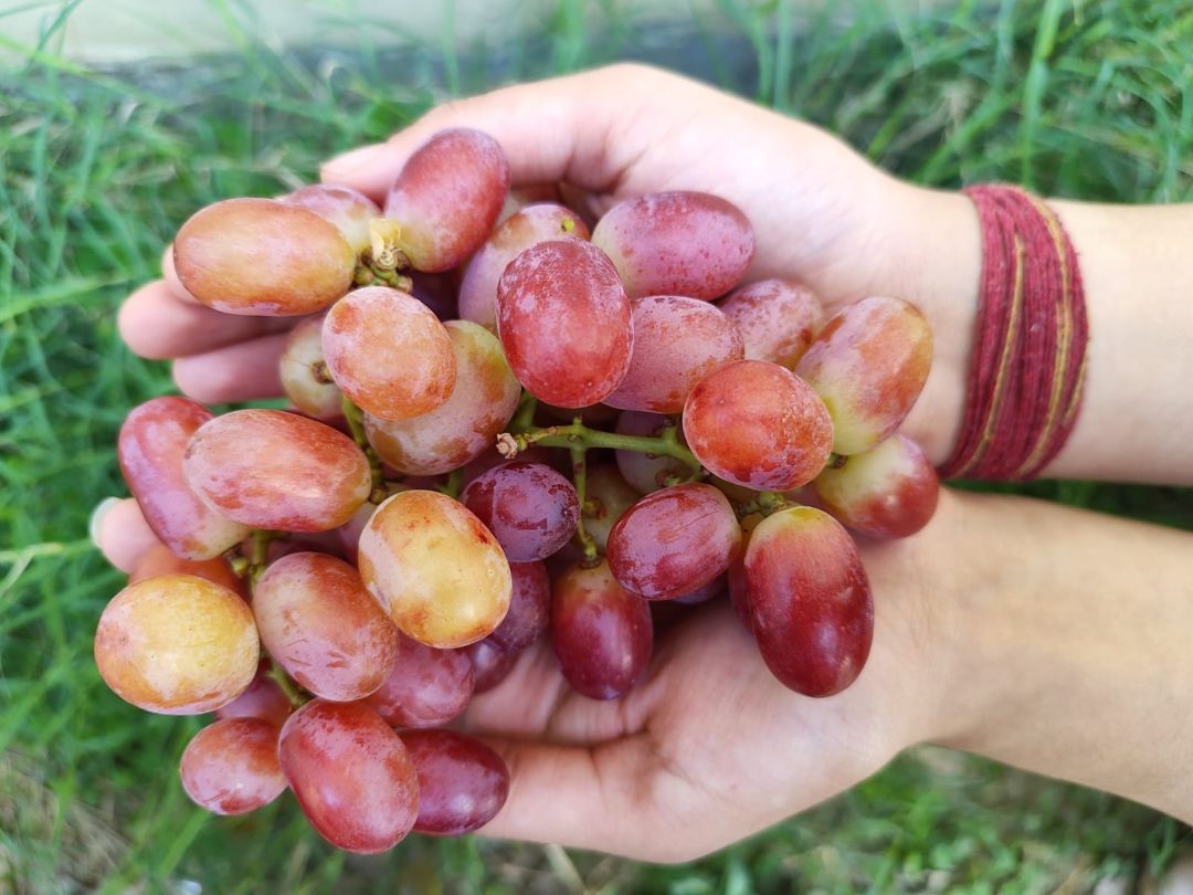 Grapes Red Crimson