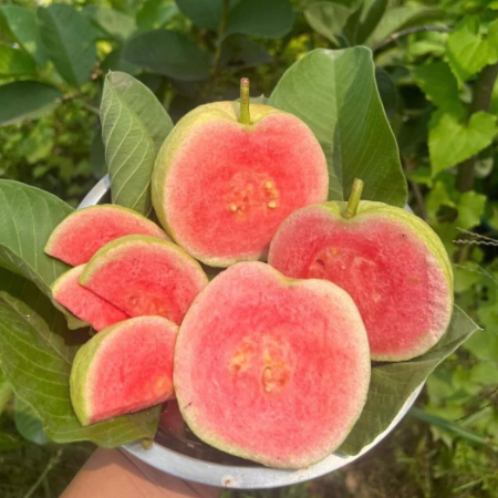 Guava Red Diamond