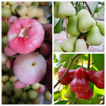 Water Apple - Natural (Weekly)