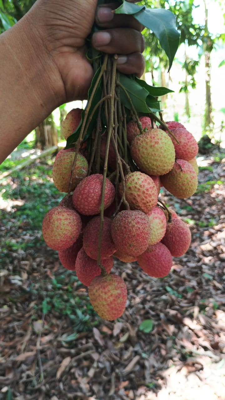 Muzaffarpur Shahi Litchi (Lychee) - Natural