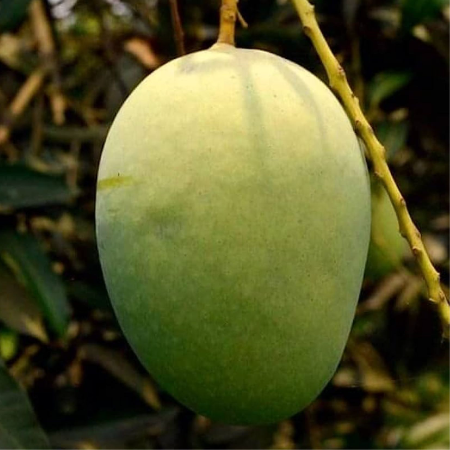 Mango Langra Premium