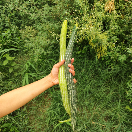 Snake Gourd Chichinda