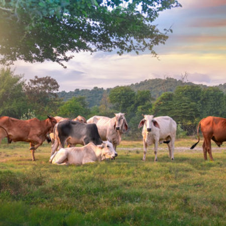 Cow Ghee