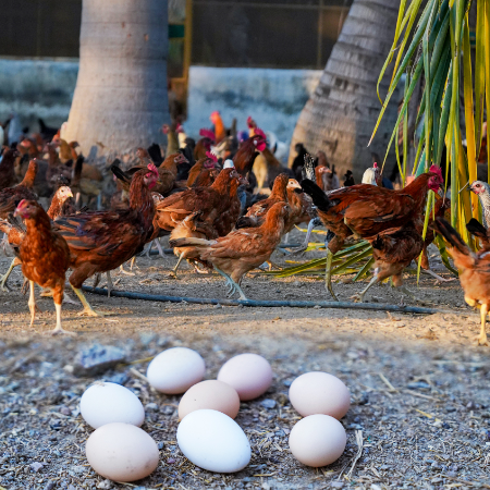 Original Country Eggs - 6 Pack (Free Range & Antibiotic Free)