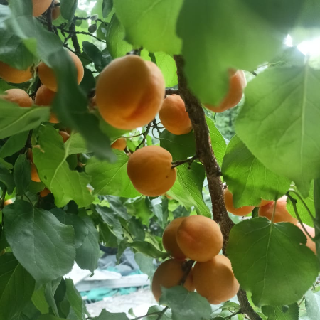 Apricot (From Laddakh)  - Fresh/Natural