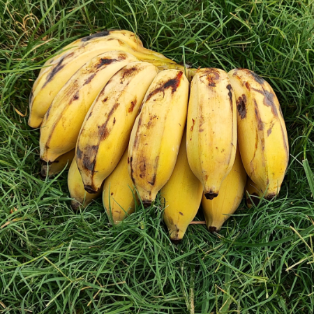 Banana Desi