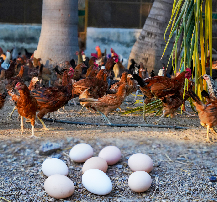 Original Country Eggs - 6 Pack (Free Range & Antibiotic Free)