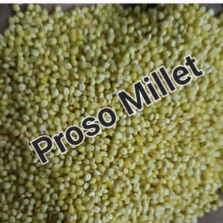 Proso Millet/Chena - Natural.