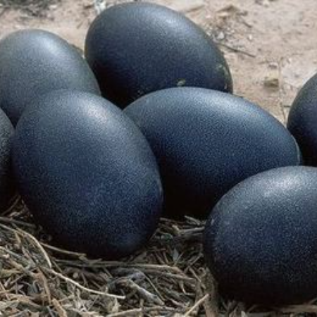 Kadaknath Eggs