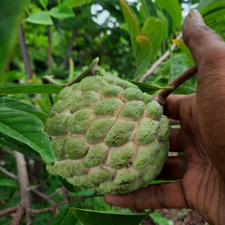 Golden Jumbo Sitafal/Custard Apple - Naturally Grown