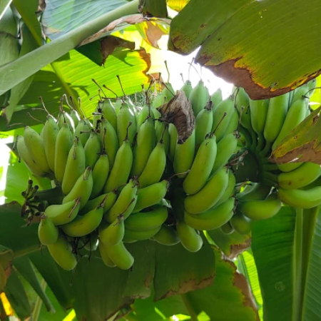 Banana Whole Bunch (Pre-Order till 21st night)