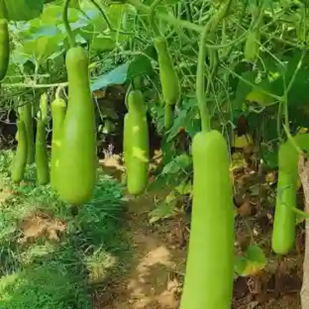 Bottle Gourd - Natural