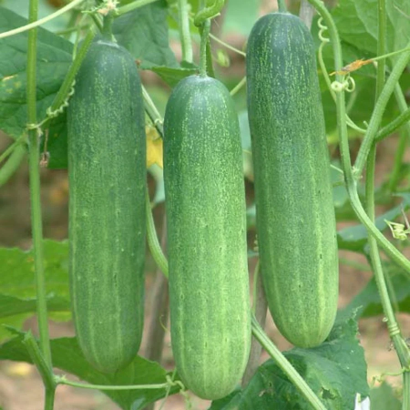 Cucumber - Natural.