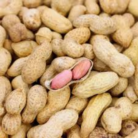 Fresh Groundnut - Natural (With Shell) (d)