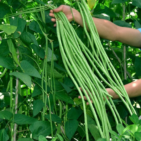 Long Beans - Natural (Weekly)