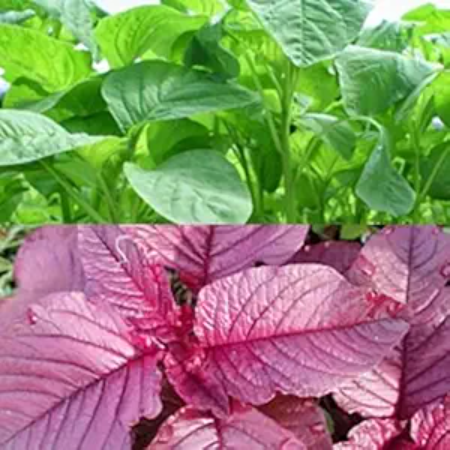 Amaranthus  Leaves