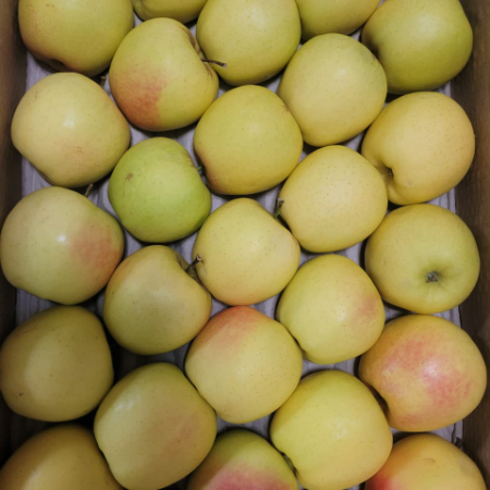 Golden Delicious Apple 